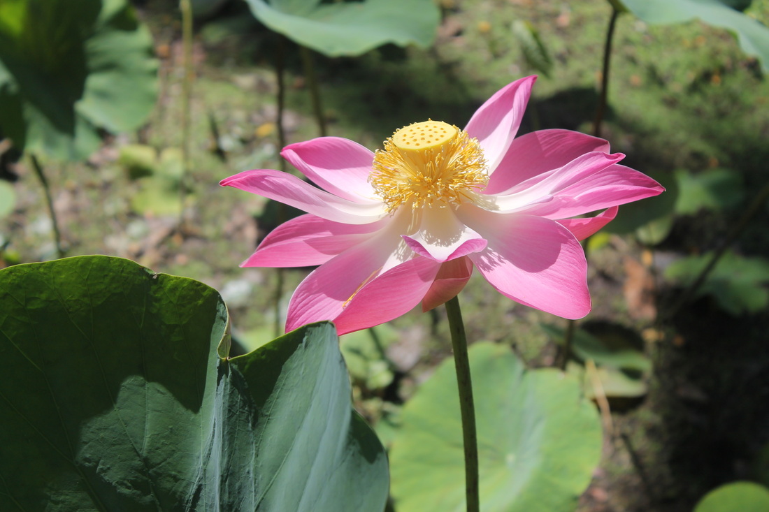 Lotus Massage symbol